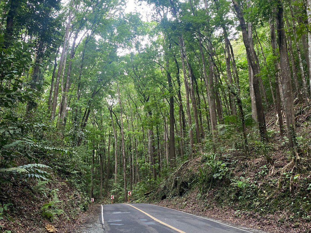Man-made Mahogany forest-Bilar必去景点