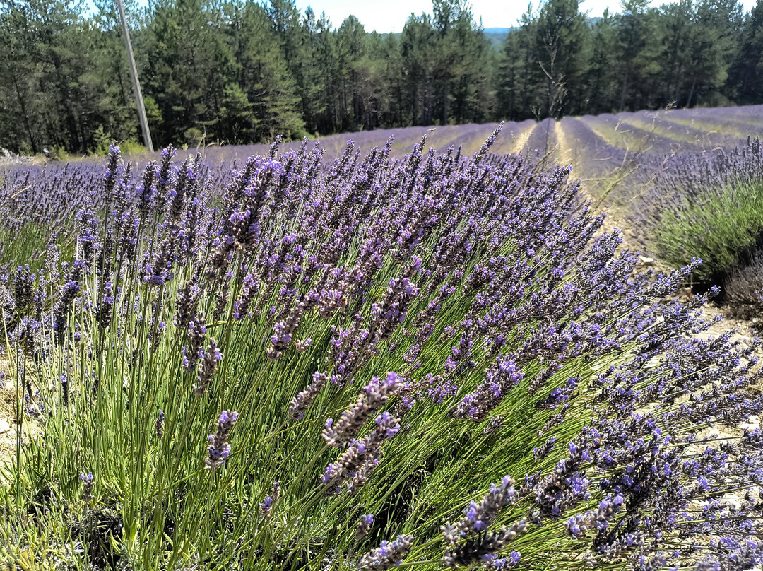 NA PROVENCE-普罗旺斯必去景点