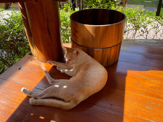 Grace Spa-芭堤雅必去景点