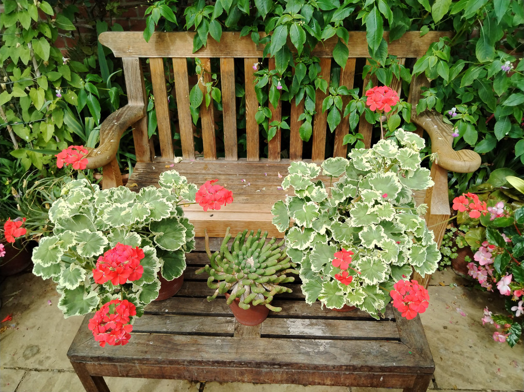 East Ruston Old Vicarage Garden-诺威奇必去景点