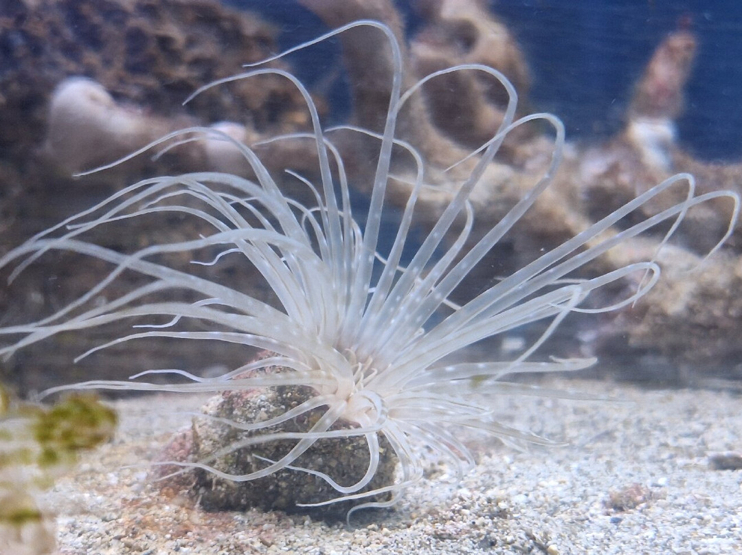 Magical World of Shells Museum-皮兰必去景点