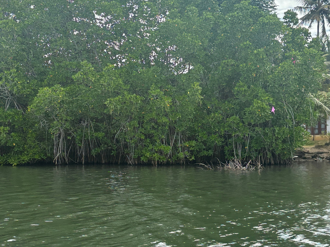 Koggala Lake Boat Safari-哈巴拉杜瓦必去景点
