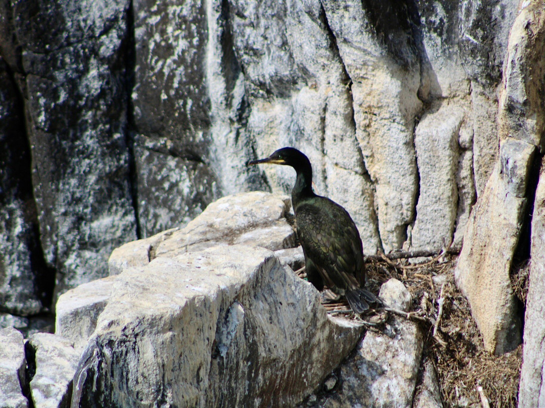 Anstruther Pleasure Cruises-Boat Day Tours-Anstruther必去景点