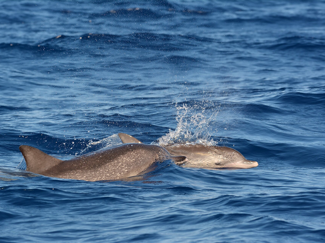 Azores Whale Watching TERRA AZUL-Vila Franca do Campo必去景点