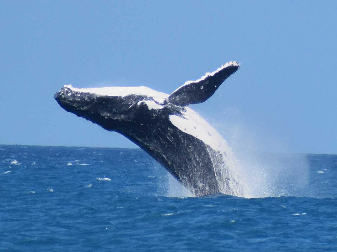 Abaca Croisieres-努美阿必去景点