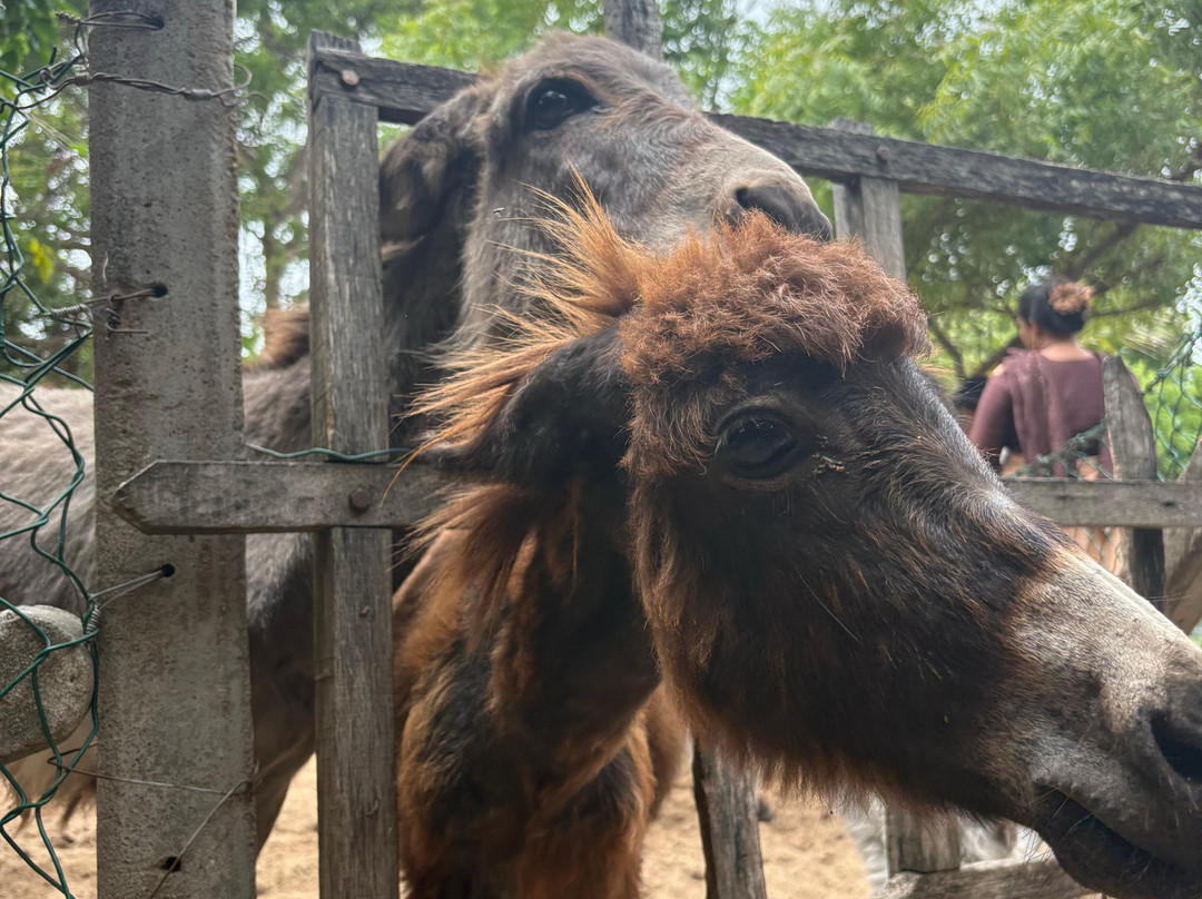 Donkey Clinic and Education Center-马纳尔必去景点