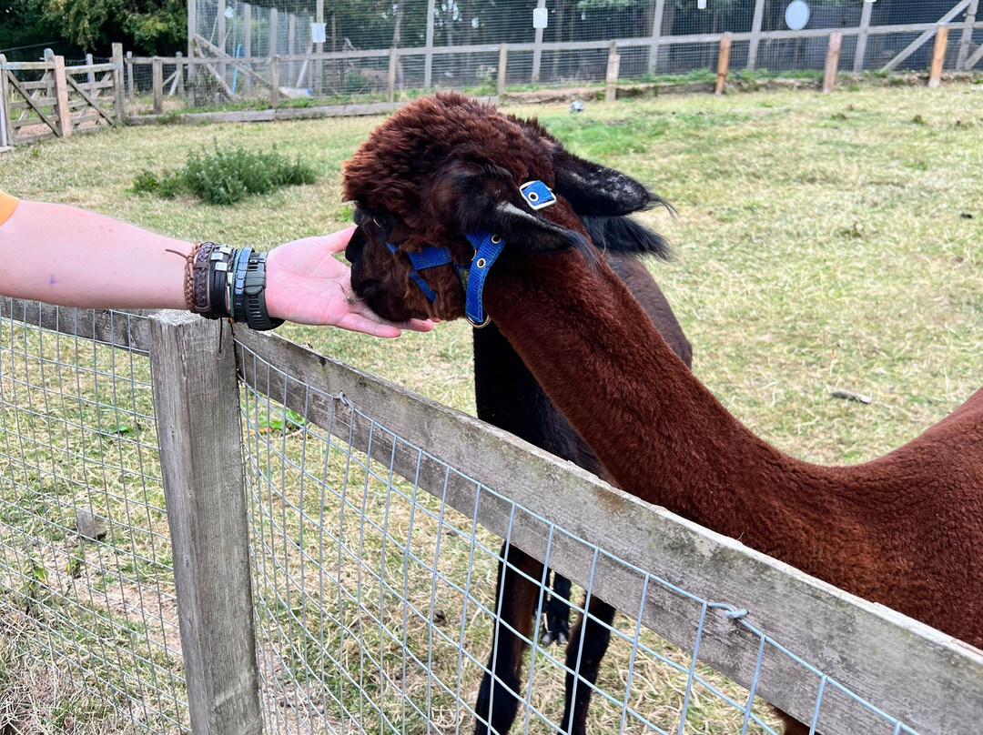 Bill Quay Community Farm-盖茨黑德必去景点