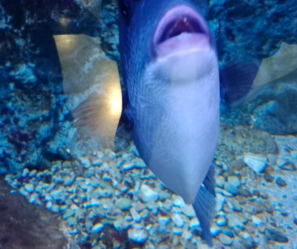 Aquarium Boka-科托尔必去景点