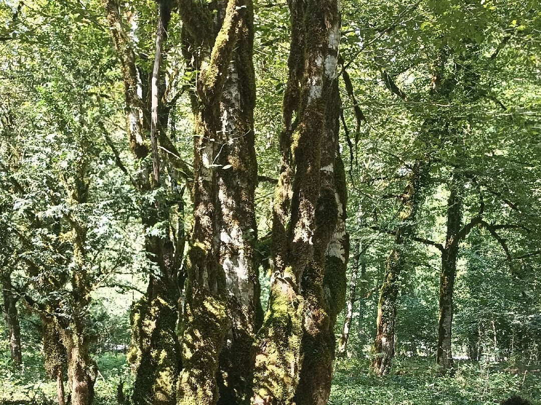 Gegskiy Waterfall-Gagra必去景点