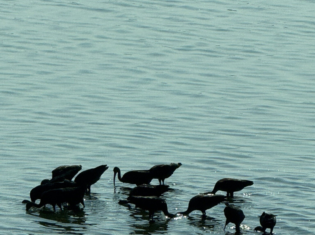 Edwin B. Forsythe National Wildlife Refuge-Oceanville必去景点