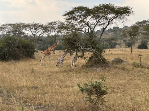 Your Drive Uganda-坎帕拉必去景点
