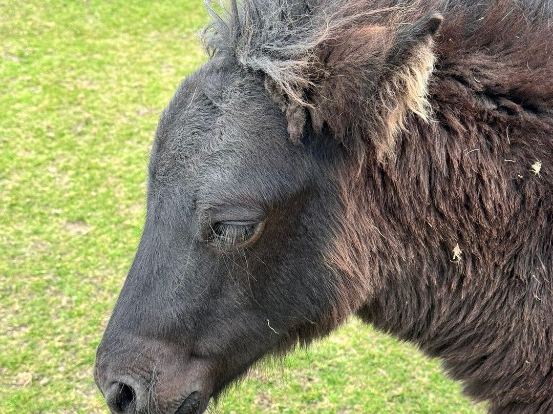Ramnaberg Shetland Pony Stud Farm-Hamnavoe必去景点