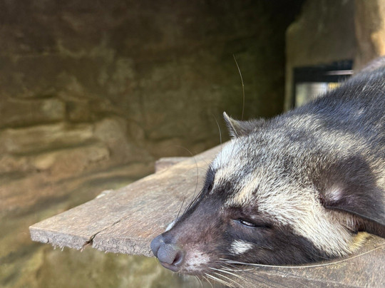 Krisna Bali Trekking Tour-金塔马尼必去景点
