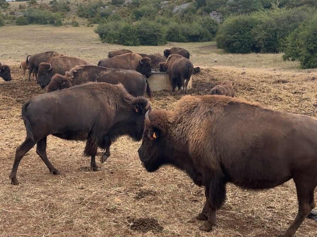 Randals Bison-Lanuejols必去景点