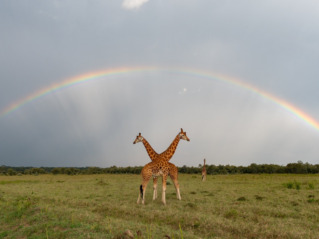 Banok Safaris-内罗毕必去景点