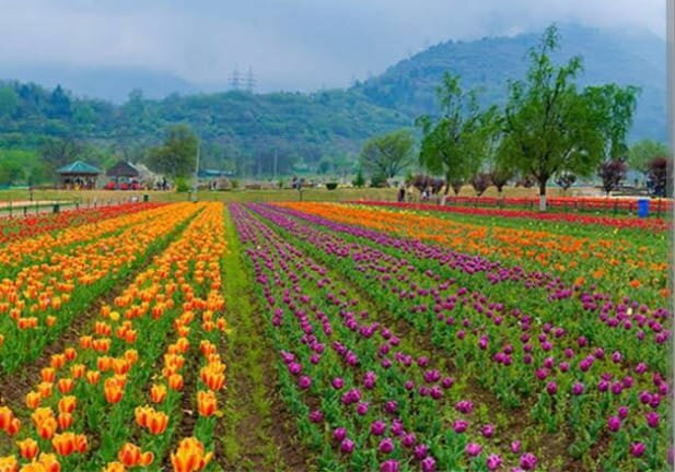 Nishat Garden-斯利那加必去景点