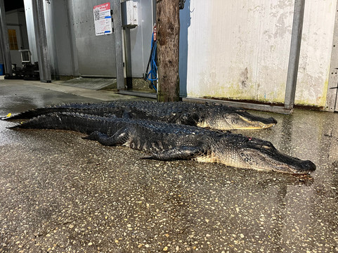 Central Florida Trophy Hunts-Cocoa必去景点