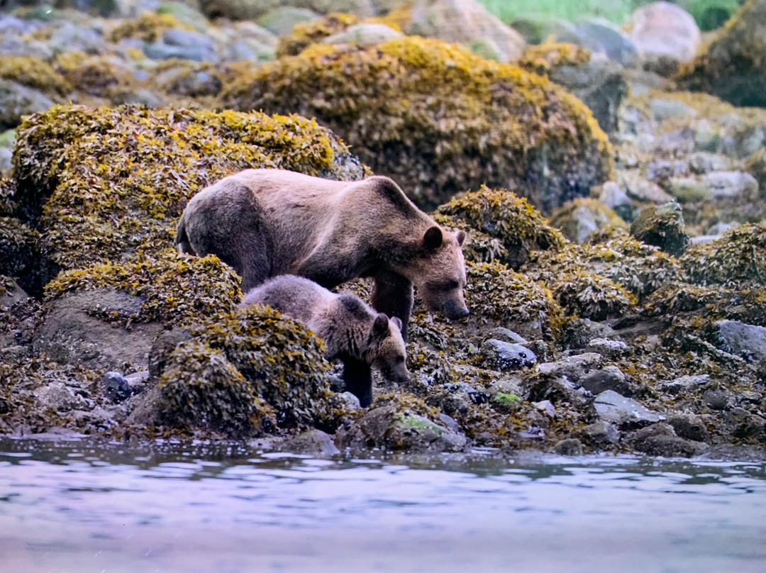 Vancouver Island Photo Tours-Port McNeill必去景点