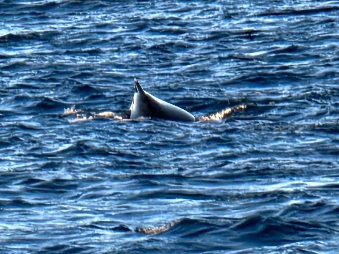 Ningaloo Coral Bay Boats-珊瑚湾必去景点