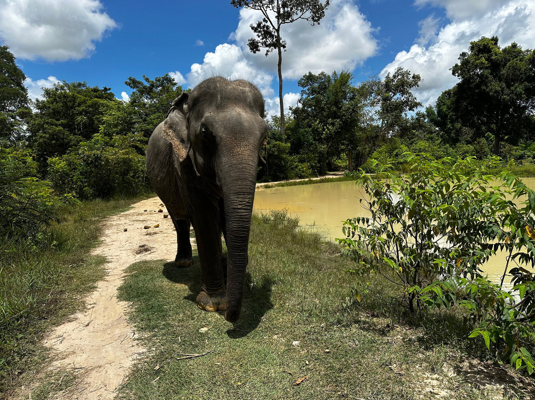 Kulen Elephant Forest-暹粒必去景点