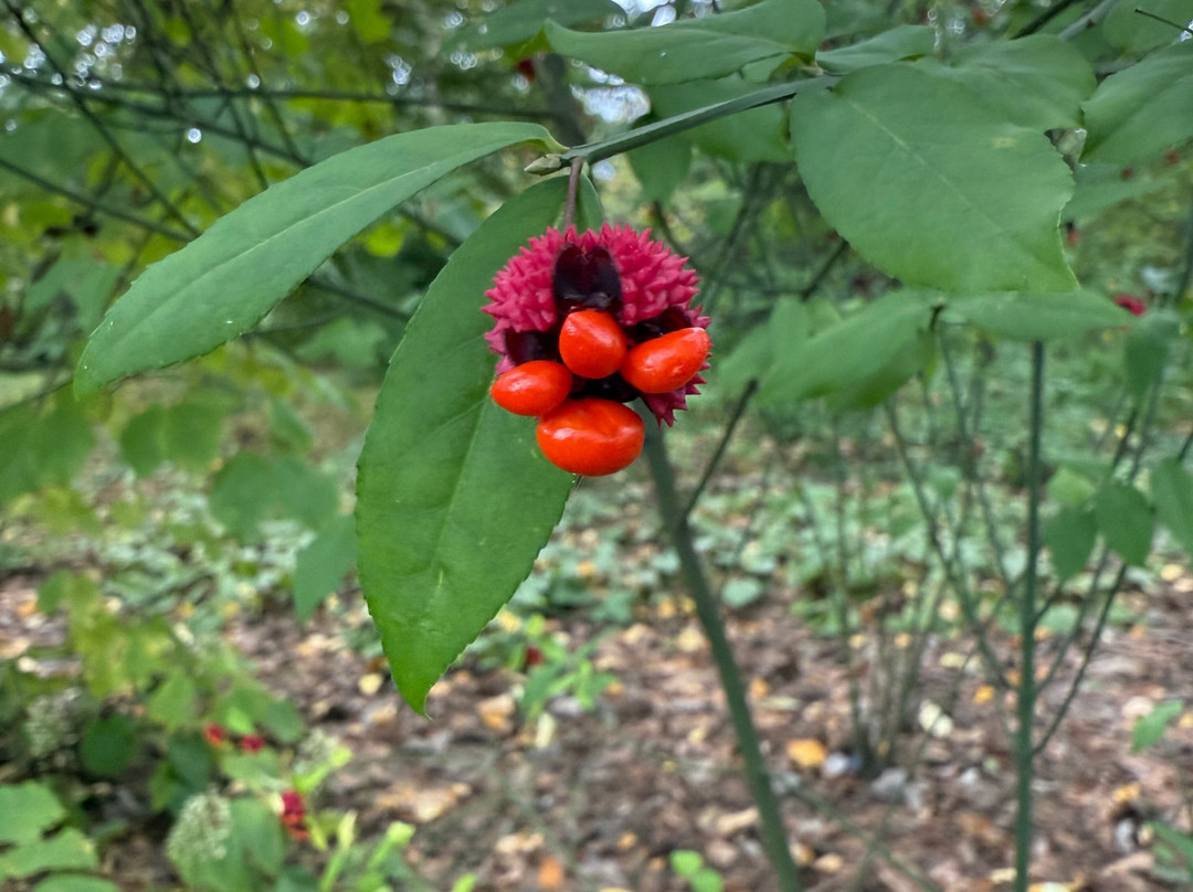 Mt. Cuba Center-Hockessin必去景点