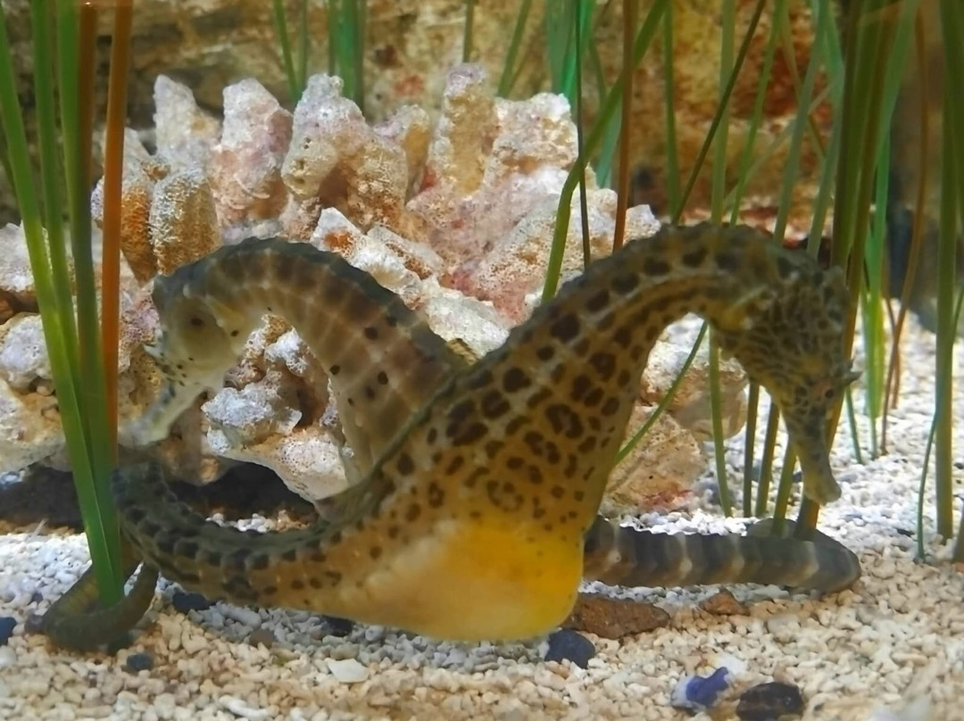 Galway Atlantaquaria-戈尔韦必去景点