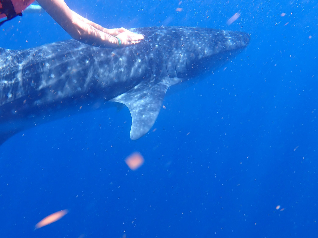 Sea Hawk Divers-女人岛必去景点