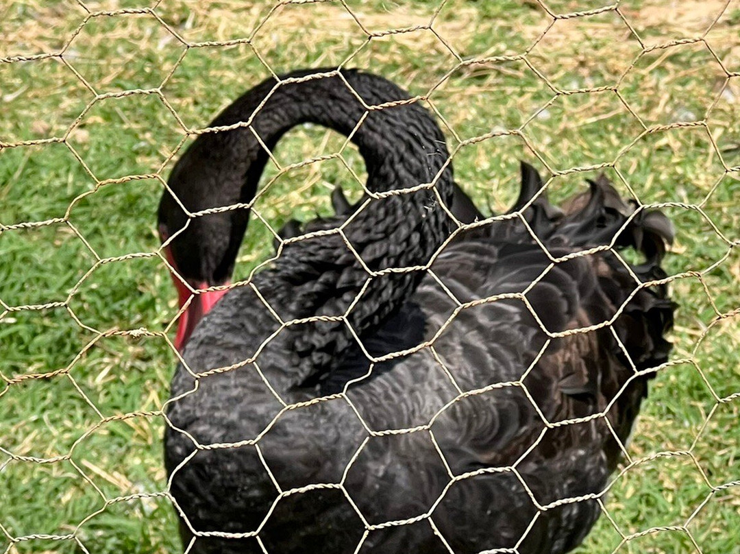 Zoo Das Aves-Pocos de Caldas必去景点