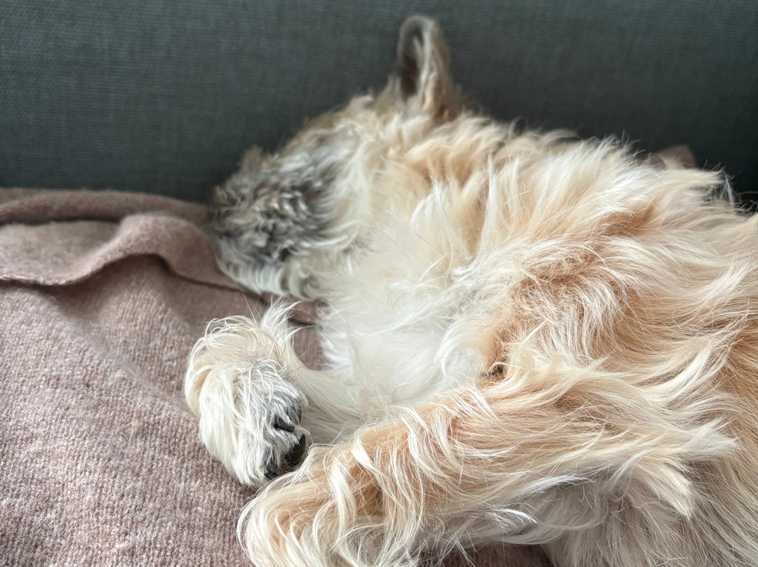 斯尔科堡斯堪迪克酒店主图