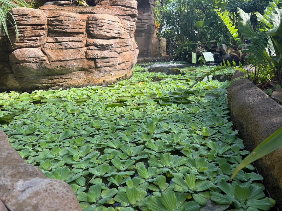Garfield Park Conservatory & Sunken Garden-印第安纳波利斯必去景点