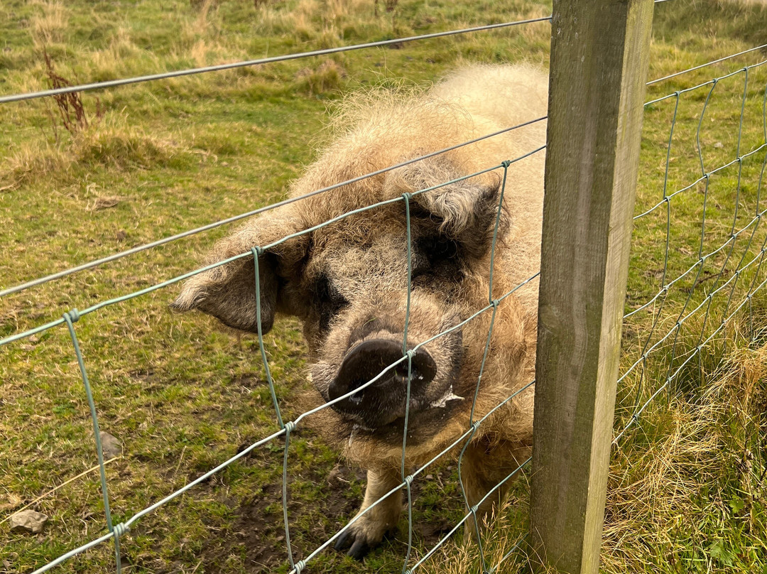 My Orkney Tours-柯克沃尔必去景点