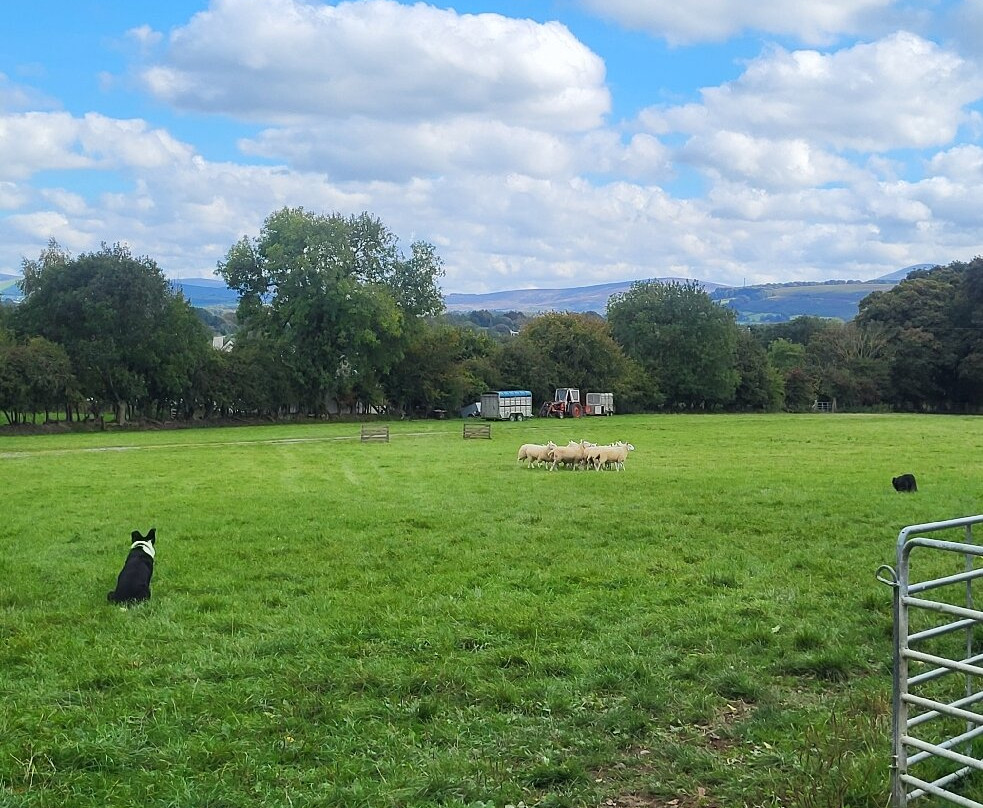 Irish Working Sheepdogs-基尔代尔郡必去景点