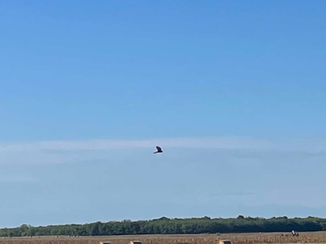 Wings of Hungary - birding and nature tours-凯奇凯梅特必去景点