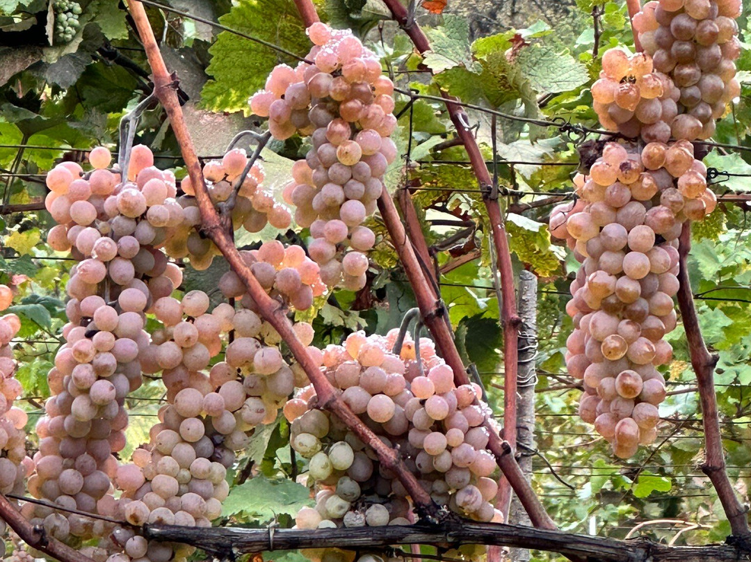 Muzzé Winery