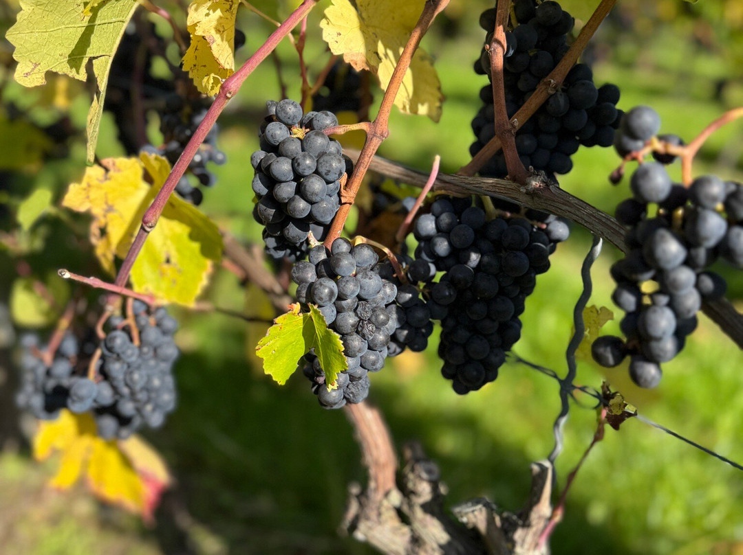Yotes Court Vineyard-West Peckham必去景点