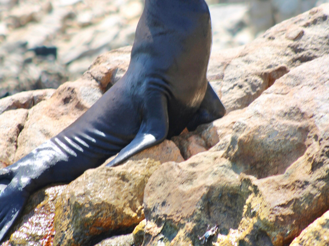 Esperanza's Tours-卡波圣卢卡斯必去景点