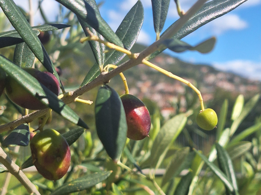 Ferdinando Cookingclass-阿马尔菲必去景点