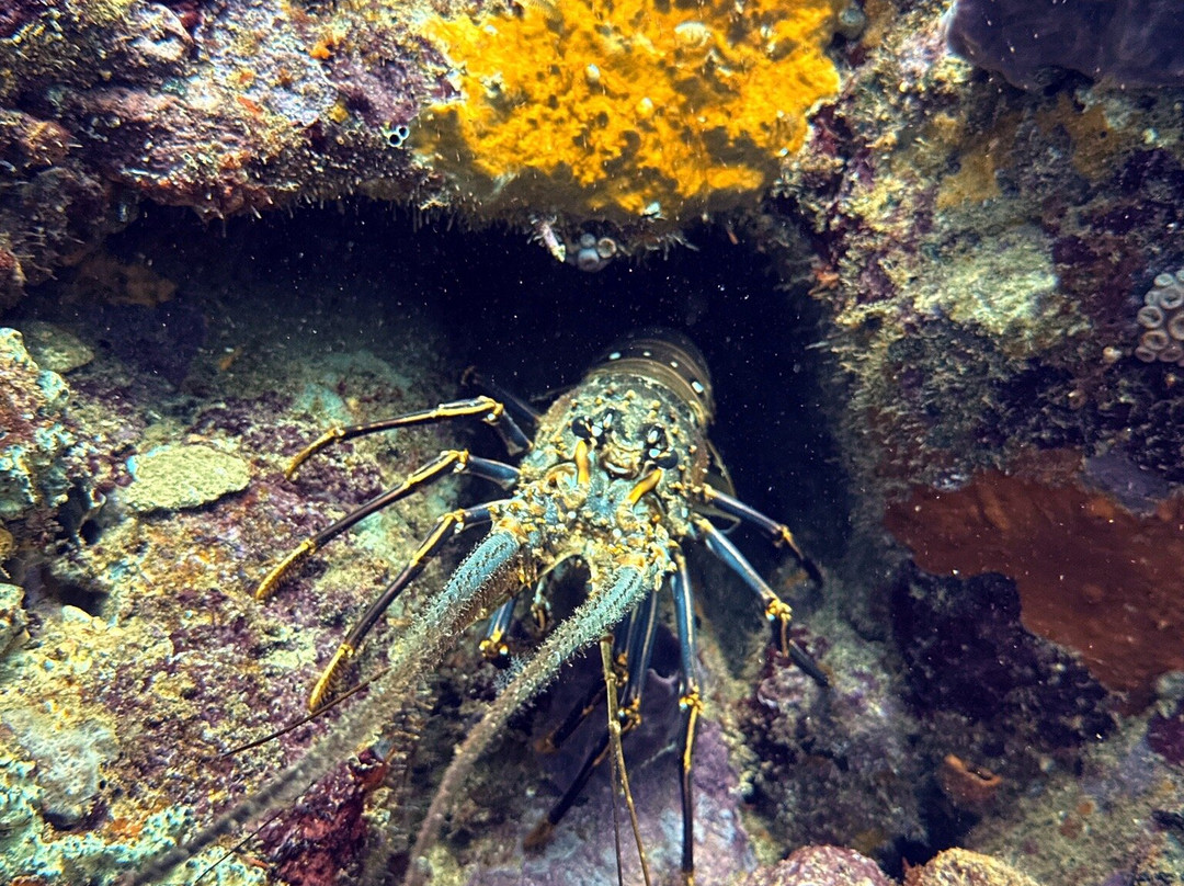 Wild Turtle Scuba Tobago Ltd.-Bon Accord必去景点