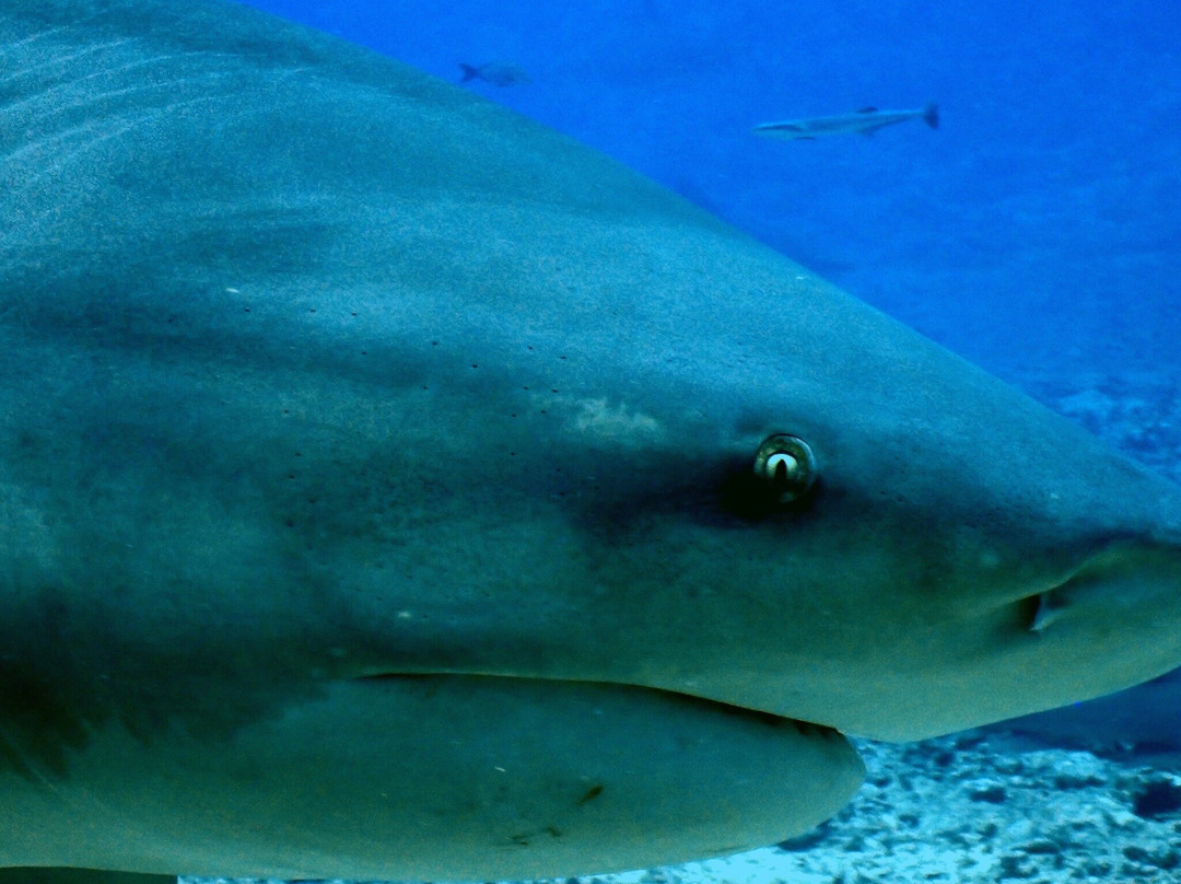 Coral Coast Divers-太平洋港必去景点