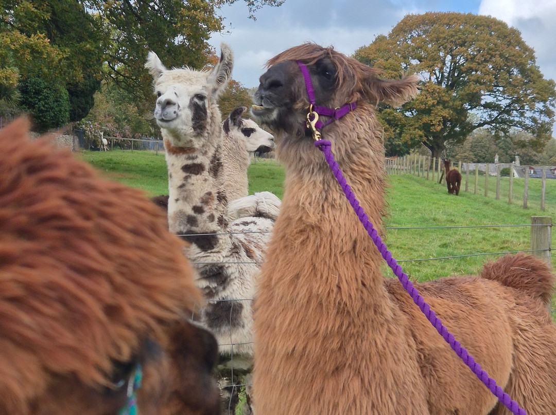 Bardsea Alpacas And Llamas-Bardsea必去景点