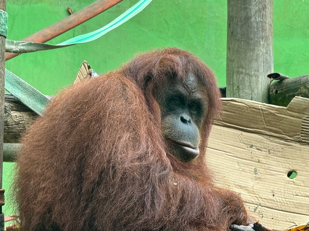 Zoo De Santillana Del Mar-海边的散提亚拿必去景点