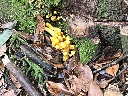 Madeira Fauna & Flora-沙尔必去景点