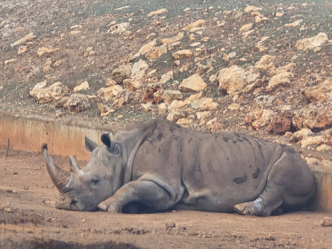 Safari Zoo Mallorca-萨可马必去景点