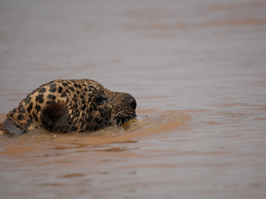 Wildlife Pantanal Tours-Cuiaba必去景点