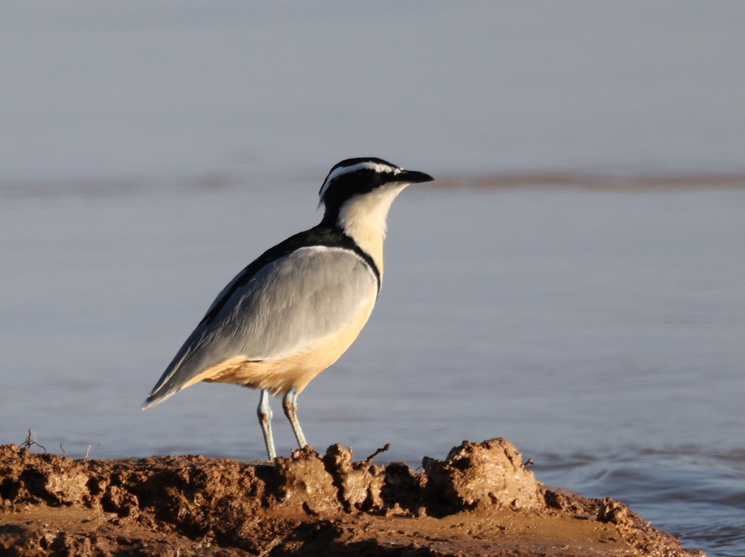 Adventure Birding Tours-特马必去景点
