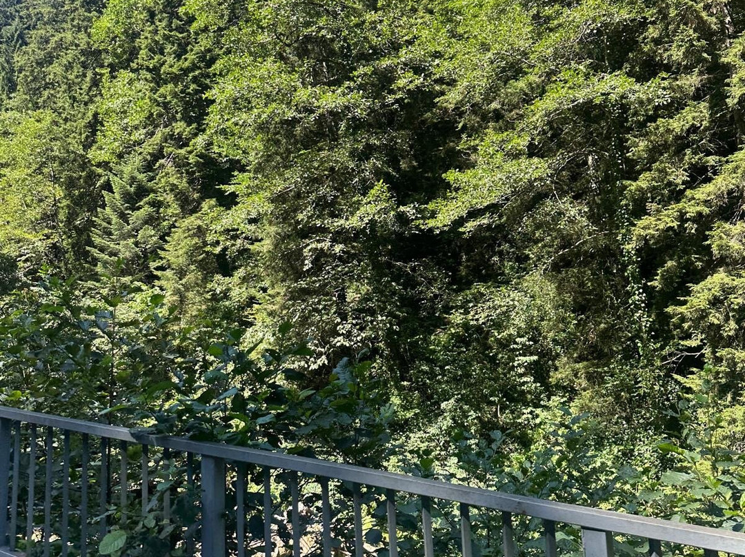 Altindere Vadisi National Park-特拉布宗省必去景点