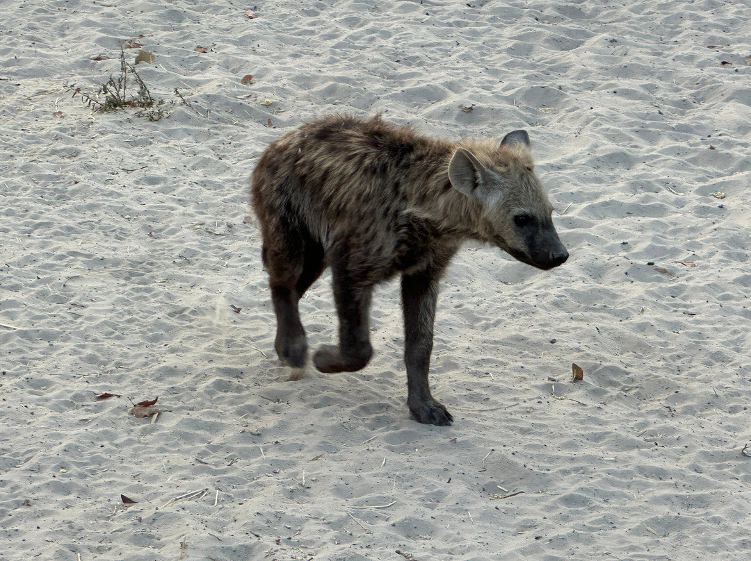 Shipungo Safari & Tours-马翁必去景点