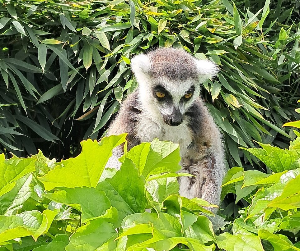 Parco Faunistico Le Cornelle-Valbrembo必去景点