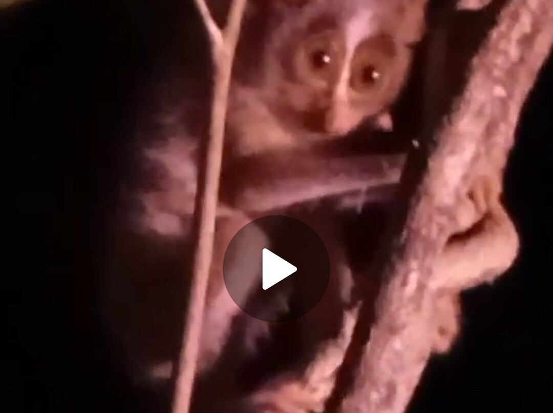 Popham's Arboretum-丹布拉必去景点