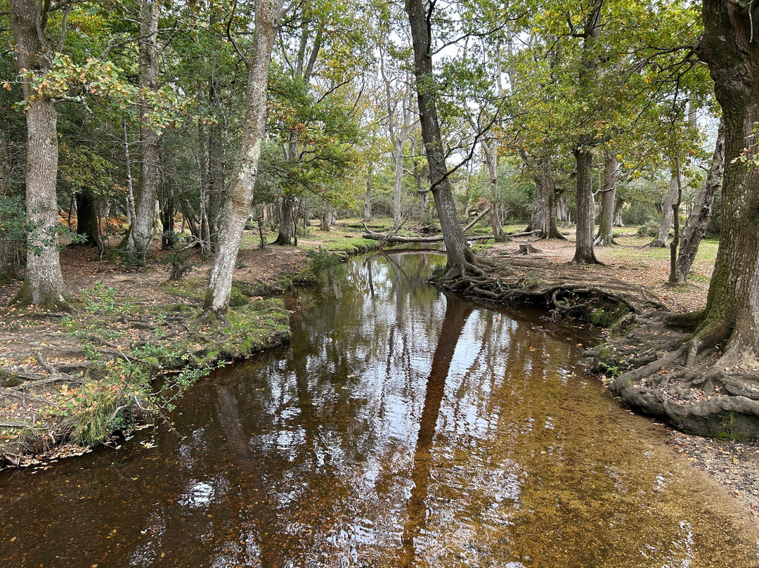Whitefield Moor (and car park)-Brockenhurst必去景点